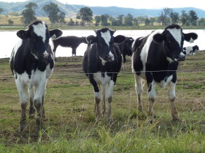 Three 1 year old "Ladies in Waiting" who will start milking around 2 years of age