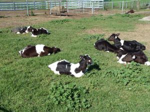 dairy calves just a few weeks old